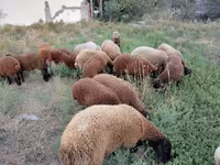 भेड़, भेड़ — फ़ोटो 8