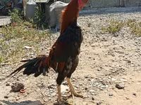 Chickens — 1-сурет