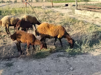 Sheep, Sheep — photo 3