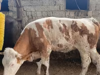 Kuh, Simmental cattle — Foto 1