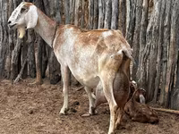 عنزة, الماعز — الصورة 2