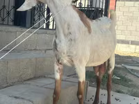 Cabra, Beetal goats — foto 3