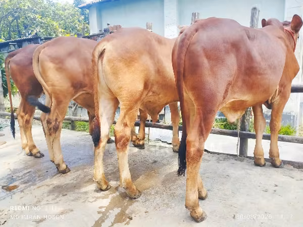 Bull, Cattle