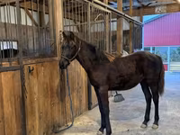 At, Rocky Mountain Horse — foto 4
