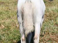 Mare, Quarter Horse — photo 6