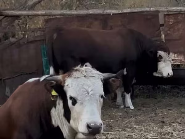 Toro, Cabeza Blanca Ucraniana