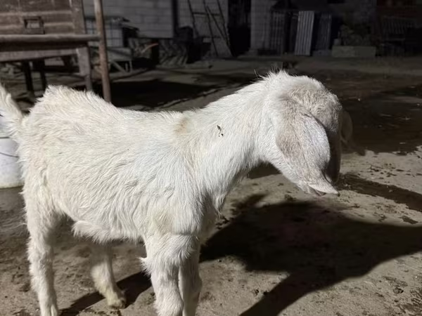 Ziege, Nubian Goat