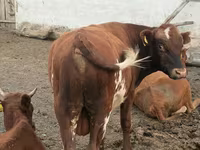 Bull, Kazakh White-headed cow — photo 1