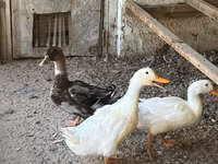 Ducks — Foto 3