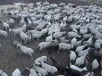 Qoʻy, Hampshire sheep — 1-rasm