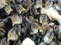 青铜色 — 照片 7