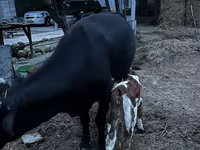 Сиыр, Latvian Blue cattle — 8-сурет