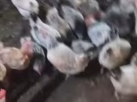 Chickens — الصورة 4
