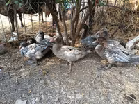 Ducks — फ़ोटो 6