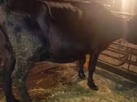 Cow, Cattle — photo 3
