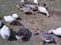 Geese — الصورة 4