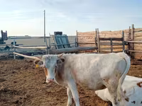Бик, Simmental cattle — фото 2