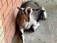 Ziege, Saanen goat — Foto 6