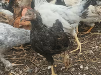 Chickens — Foto 3