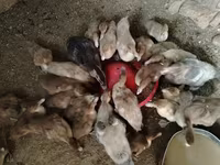 Ducks — Foto 2