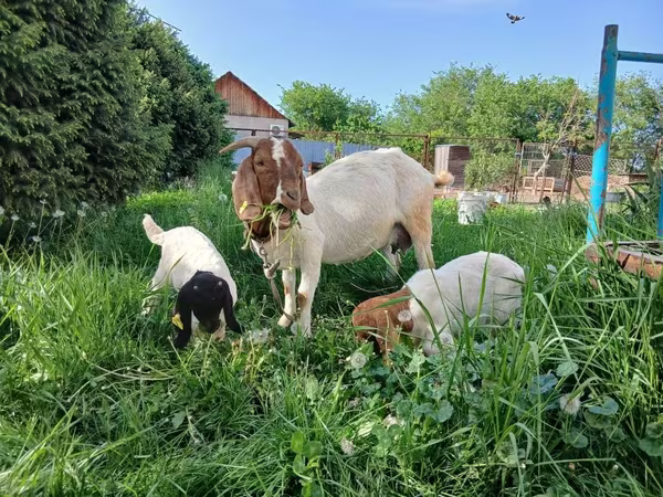 Goat, Boer goat