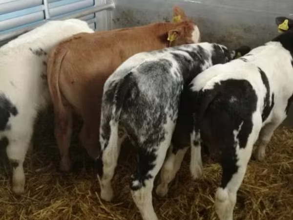 Rinder (Partie, Geschlecht nicht angegeben), Russian Black pied cattle