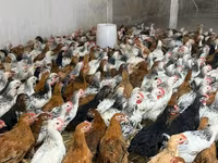 Chickens — photo 1