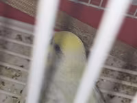 Məhsul: Dalmatin/limon rəng çalarları olan cüt dalmaçyalı-budgerigar — foto 5