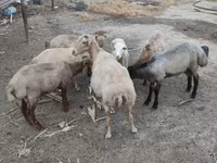 Ram, Sheep — photo 2