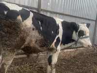 Vaca, Russian Black pied cattle — foto 4