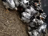 Chickens — 8-сурет