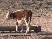 母牛, Latvian Blue cattle — 照片 8