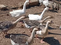 Geese — الصورة 5