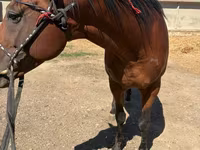 公马, Arabian horse — 照片 2