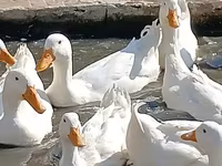 Ducks — Foto 4