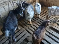 Cabra, Cabras — foto 3