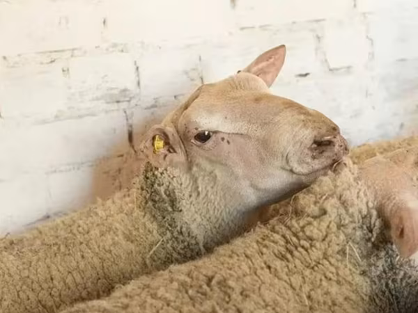 Carnero, Precoce sheep