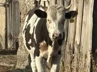 Bulle, Holstein-Rasse — Foto 5