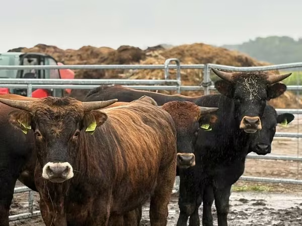 Toro, Ganado vacuno