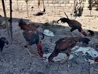 Japanese Bantam — photo 2