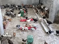 Chickens — foto 4