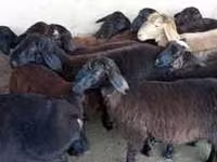 Qoç, Hissar sheep — foto 4
