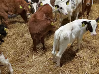 ВРХ (партія, стать не вказано), Simmental cattle — фото 4