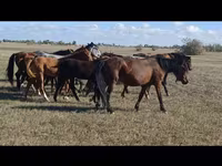 Yegua, Kazakh horse — foto 5