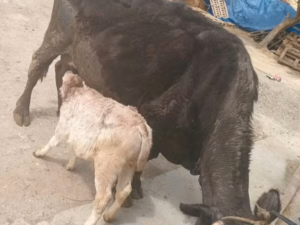 Vaca, Ganado vacuno