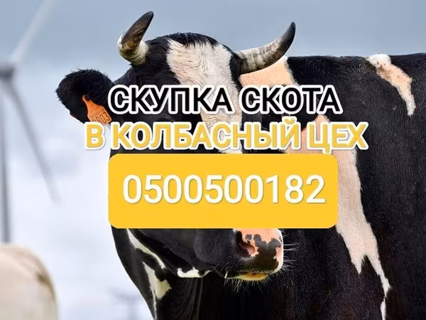 Голштинская порода