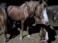 Aygʻir, Kazakh horse — 7-rasm