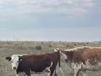 母牛, Kazakh White-headed cow — 照片 7