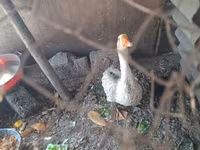 Geese — फ़ोटो 7