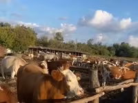 Kuh, Simmental cattle — Foto 1